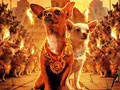 比弗利山拜金犬